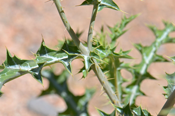 Argemone gracilenta, Sonoran Pricklypoppy